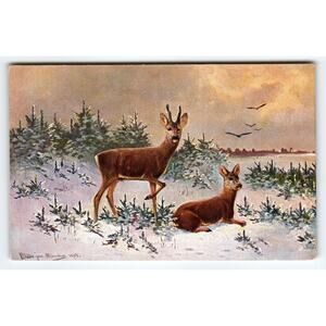 Signed Muller Artist Card Deer Winter Scene 1903 Vintage Postcard